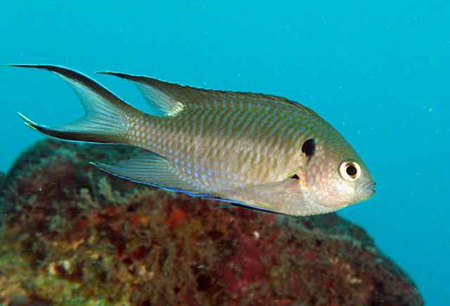 (Neopomacentrus) Род НЕОПОМАЦЕНТРЫ 16 видов